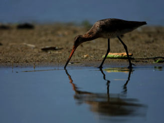 Eine Uferschnepfe sucht am Strand nach Futter