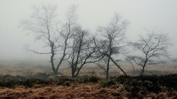 Moor in Nebel gehüllt