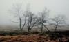 Moor in Nebel gehüllt