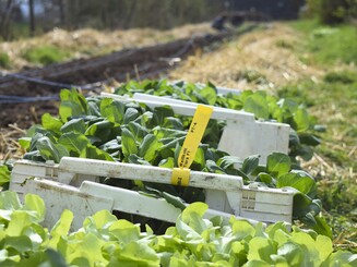 Weißkohl-Setzlinge stehen in Kasten an Feldrand bereit