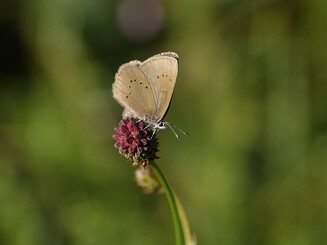 Schmetterling Wiesenknopf-Ameisenbläuling sitzt auf roter Blüte