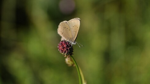 Schmetterling Wiesenknopf-Ameisenbläuling