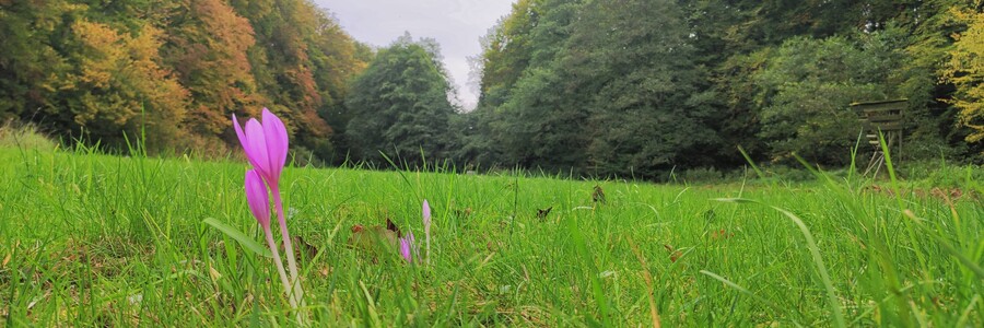 Blume mit pinken Blüten wächst auf einer Wiese umgeben von Wald
