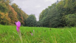 Blume mit pinken Blüten wächst auf einer Wiese umgeben von Wald