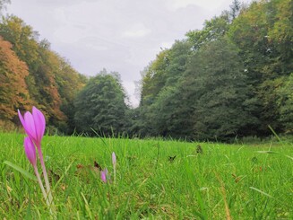 Blume mit pinken Blüten wächst auf einer Wiese umgeben von Wald