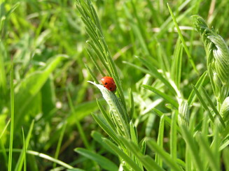 Marienkäfer krabbelt über Grashalm