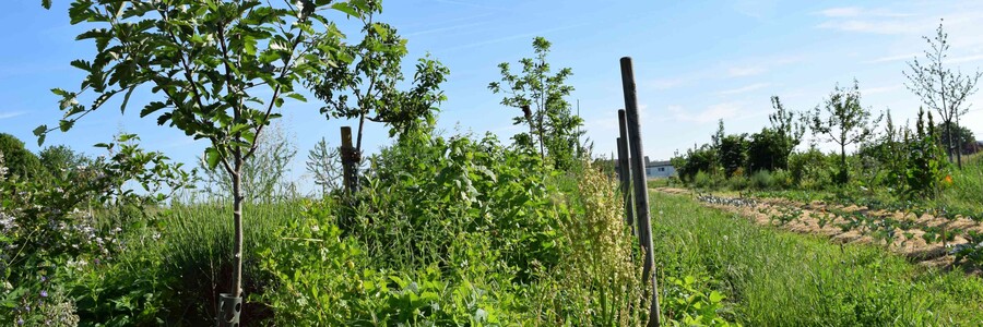 Dynamische Agroforst Reihe in Wiesbaden Erbenheim