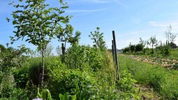 Dynamische Agroforst Reihe in Wiesbaden Erbenheim