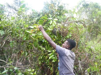 Mann pflegt einen Baum auf Madagaskar