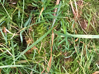 Gras im Detail