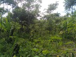 Dicht bewachsene mehrere Jahre alte Dynamische Agroforst Parzelle auf Madagaskar