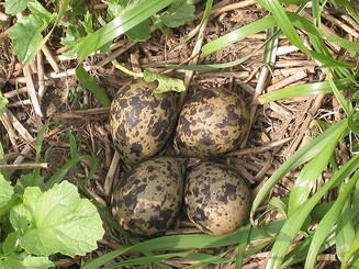 Kiebitzeier im Nest