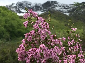 Pflanze mit rosa Blüten vor dem Hintergrund des kantabrischen Gebirges