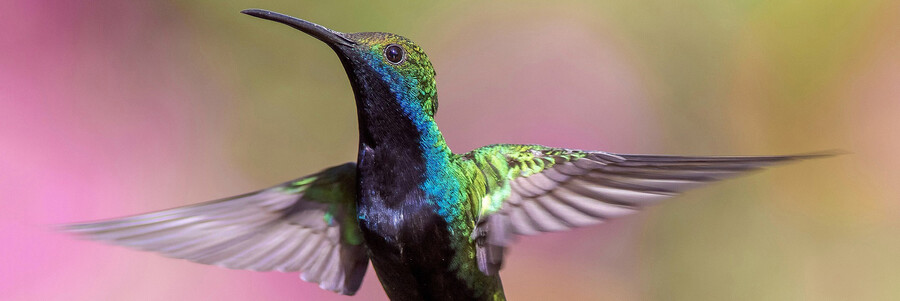 Kolibri von vorn im Flug