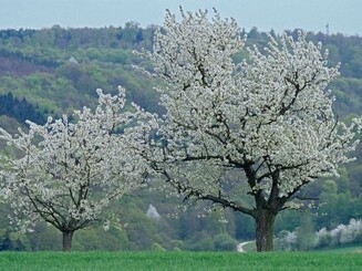 Wiese mit Baum 