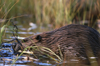 Biber im Wasser