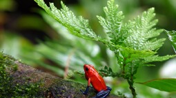 Roter Frosch sitzt auf Ast vor grünen Pflanzen