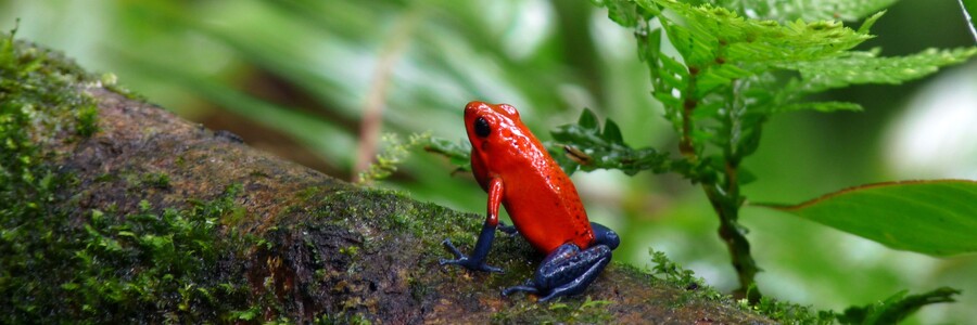 Roter Frosch sitzt auf Ast vor grünen Pflanzen