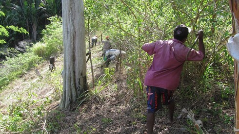 Beschnitt von Bäumen auf Madagaskar