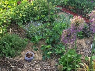 Dicht bewachsenes Feld in einem Garten