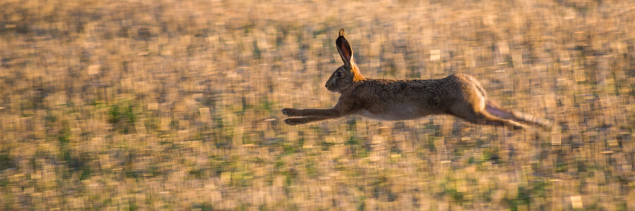 Hase rennt über das Feld