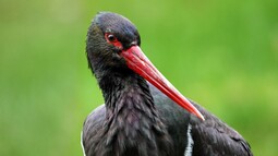 Schwarzstorch mit typisch leuchtend roten Schnabel