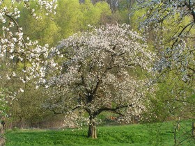 Apfelbaum blüht weiß