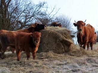 Herde im Winter am Heuballen