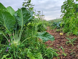 Kohlrabi und andere Nutzpflanzen wachsen dicht auf dicht in einem Dynamischen Agroforst