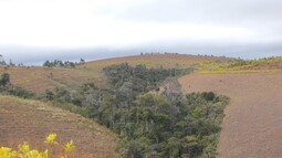 Waldstreifen in ansonsten degradierter Landschaft