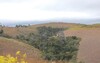 Waldstreifen in ansonsten degradierter Landschaft