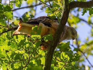 Rotmilan auf Baum 