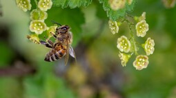 Biene hängt nektarbestäubt an Blüte