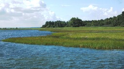 Salzgraslandschaften wachsen an der Ostseeküste