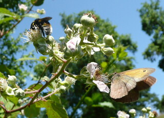 Schmetterling