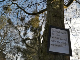 Baum mit Misteln