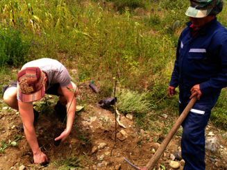 Bäume werden gepflanzt auf einer neuen Dynamischen Agroforstparzelle in Bolivien