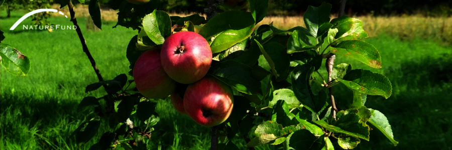 Reife Äpfel hängen an einem Ast auf einer Streuobstwiese