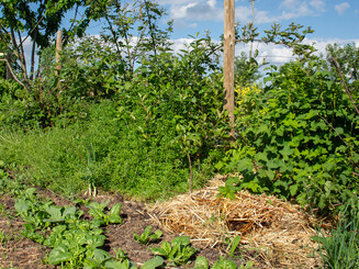 Feld mit Stroh als Mulchschicht