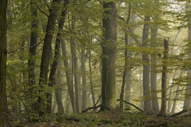 Geheimnisvoller Buchenwald