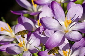 Abeja
