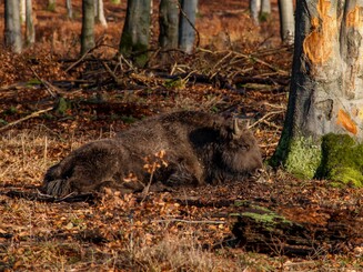 Ein Wisentkalb liegt auf Waldboden und genießt die Sonne