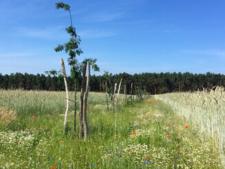 Eine Reihe angepflanzter junger Bäume inmitten eines landwirtschaftlichen Feldes