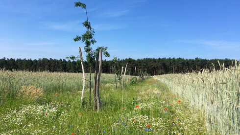 DAF-Beispielbepflanzung im Ökodorf Sieben Linden aus einer früheren Zusammenarbeit