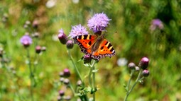 Schmetterling der Art Kleiner Fuchs sitzt auf Ackerkratzdistel in Sonnenschein