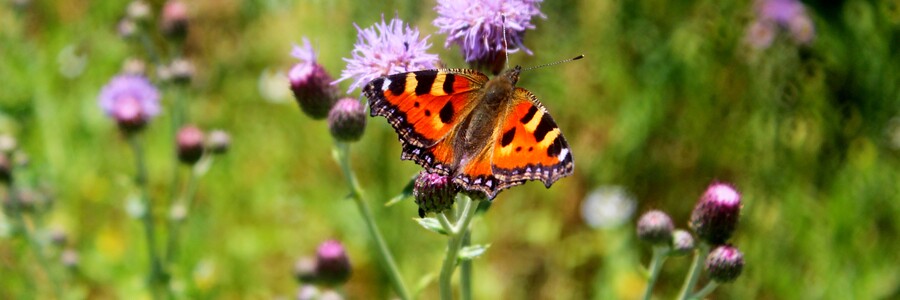 Schmetterling der Art Kleiner Fuchs sitzt auf Ackerkratzdistel in Sonnenschein