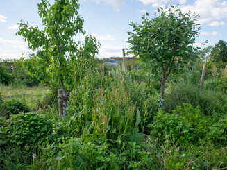 Ansicht eines Agroforstanbaus auf dem Feldd