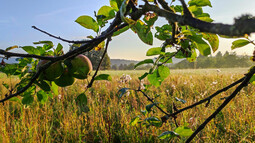 Äste hängen an einem Baum auf einer Streuobstwiese bei Sonnenaufgang