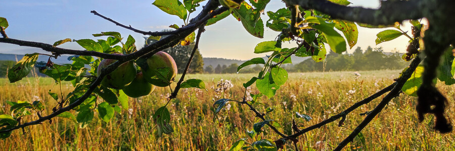 Äste hängen an einem Baum auf einer Streuobstwiese bei Sonnenaufgang