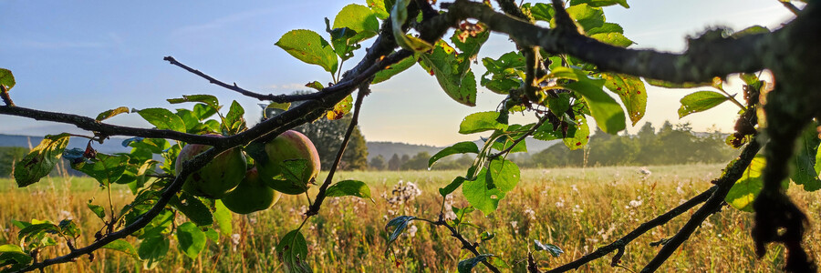 Äste hängen an einem Baum auf einer Streuobstwiese bei Sonnenaufgang
